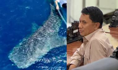     Syamsir Djafar Kiayi Kritik Wacana Kenaikan Tarif Wisata Hiu Paus